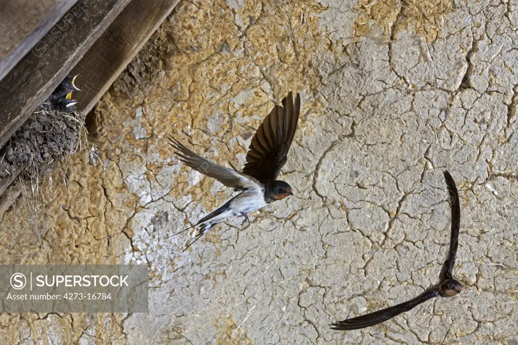 Barn Swallow, hirundo rustica, Adults in Flight, Feeding Chicks at Nest, Normandy