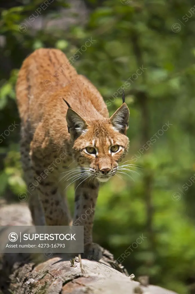Siberian Lynx, lynx lynx wrangeli, Adult standing on Branch
