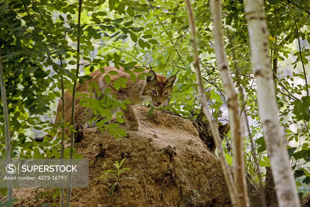 Siberian Lynx, lynx lynx wrangeli, Adult hidden in Forest