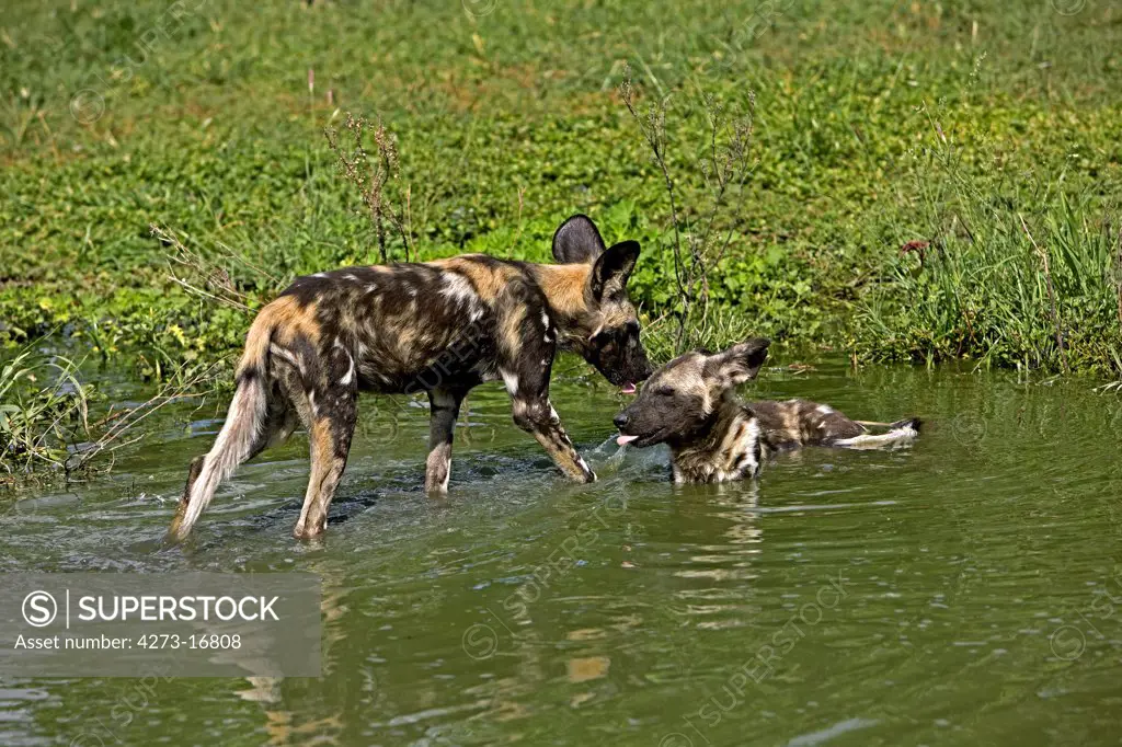 African Wild Dog, lycaon pictus, Adults standing in Water Hole, Namibia