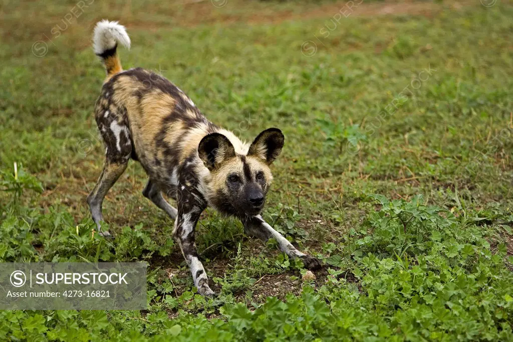 African Wild Dog, lycaon pictus, Adult in Defensive Posture, Namibia