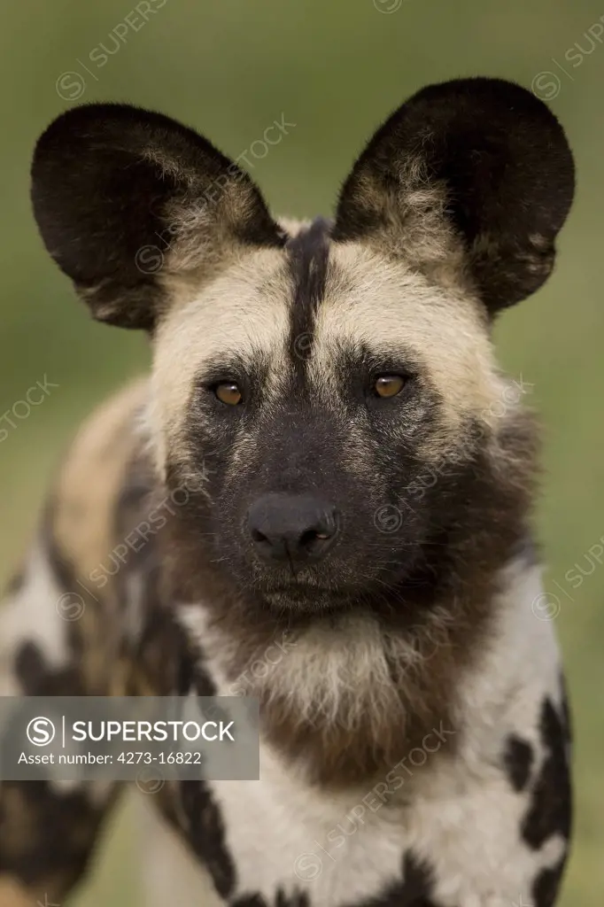 African Wild Dog, lycaon pictus, Portrait of Adult, Namibia