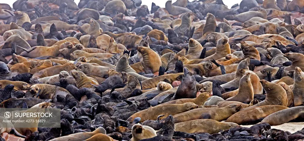 South African Fur Seal, arctocephalus pusillus, Females with Youngs, Colony at Cape Cross in Namibia