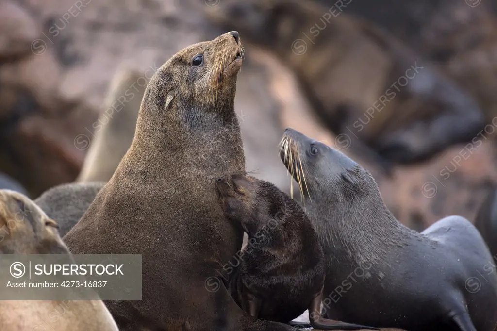 South African Fur Seal, arctocephalus pusillus, Females with Pup, Cape Cross in Namibia