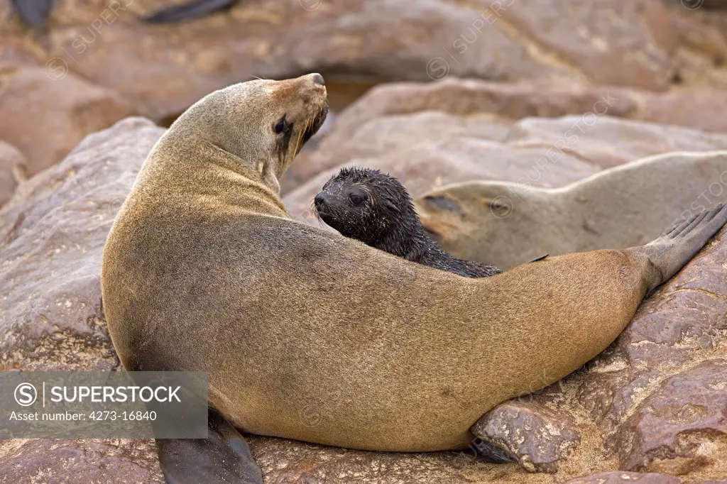 South African Fur Seal, arctocephalus pusillus, Female with Pup laying on Rocks, Colony at Cape Cross in Namibia