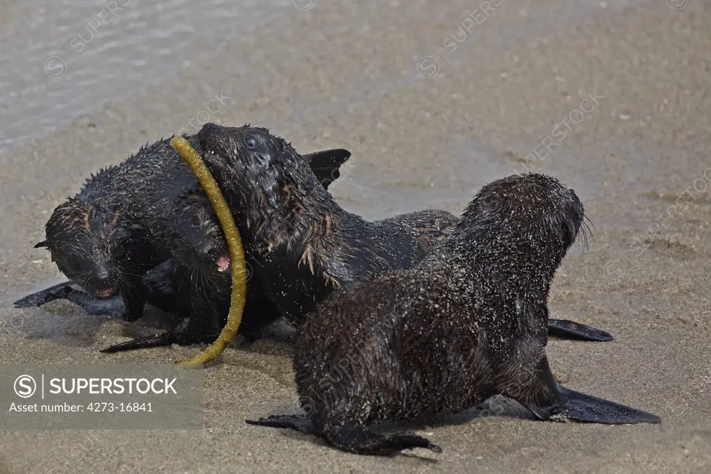 South African Fur Seal, arctocephalus pusillus, Pup playing on Beach, Cape Cross in Namibia