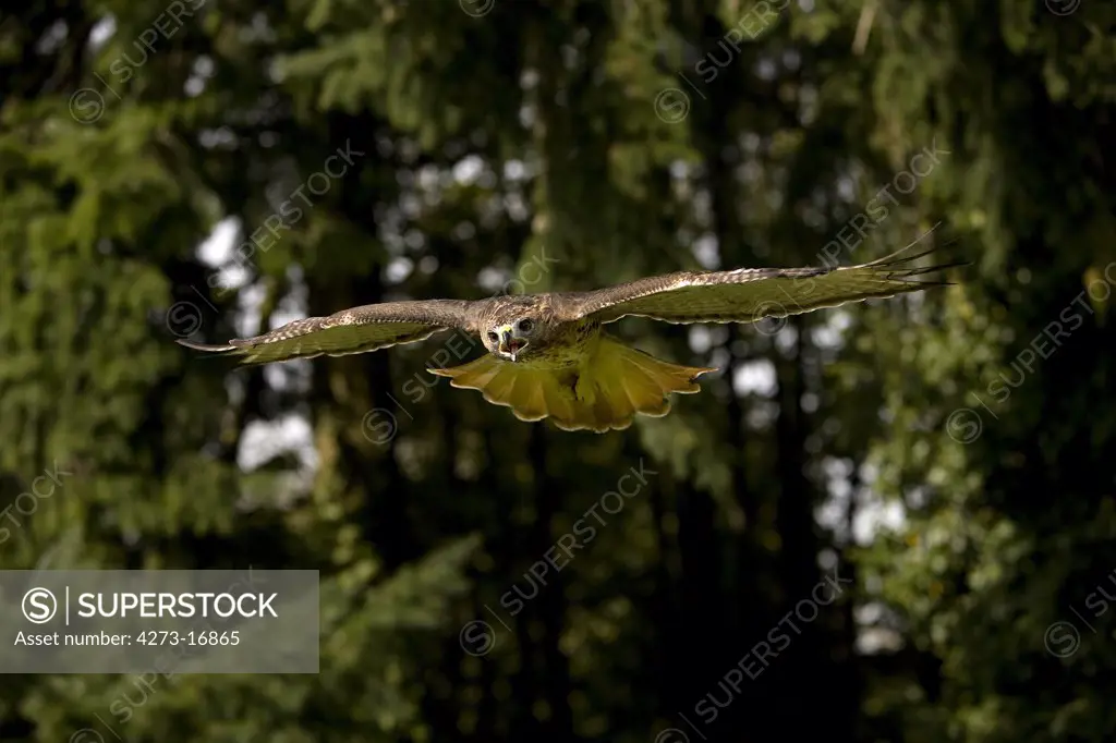 Red-Tailed Hawk, buteo jamaicensis, Adult in Flight