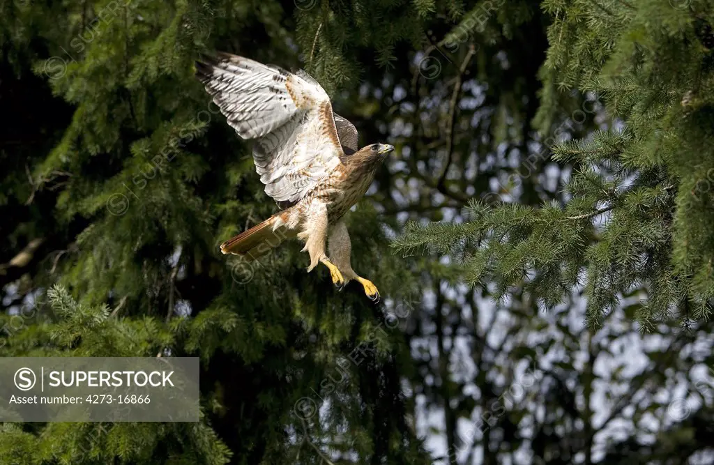 Red-Tailed Hawk, buteo jamaicensis, Adult in Flight