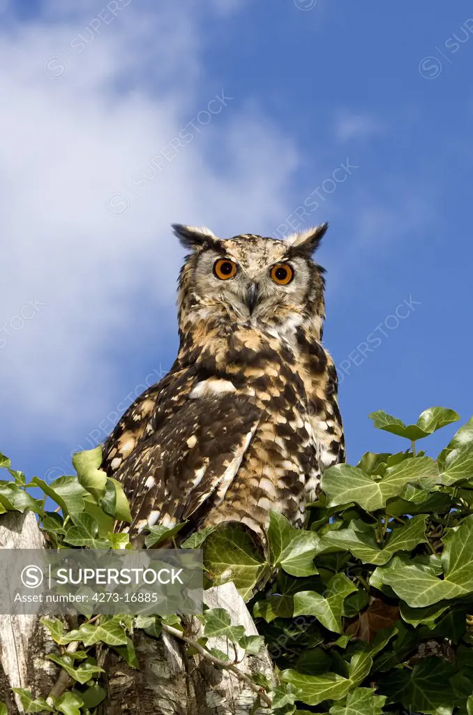 Cape Eagle Owl, bubo capensis, Adult standing on Top of Tree