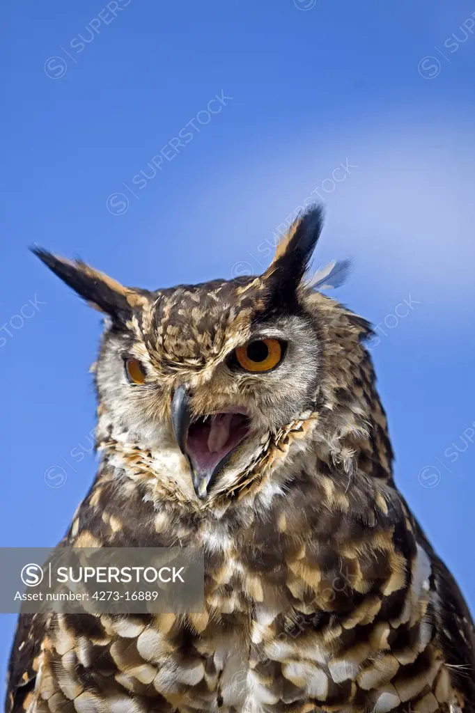 Cape Eagle Owl, bubo capensis, Adult calling