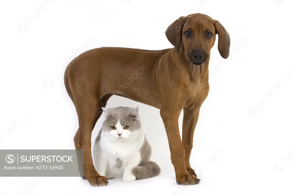 Lilac and White British Shorthair Male Domestic Cat and Rhodesian Ridgeback, 3 Months old Pup