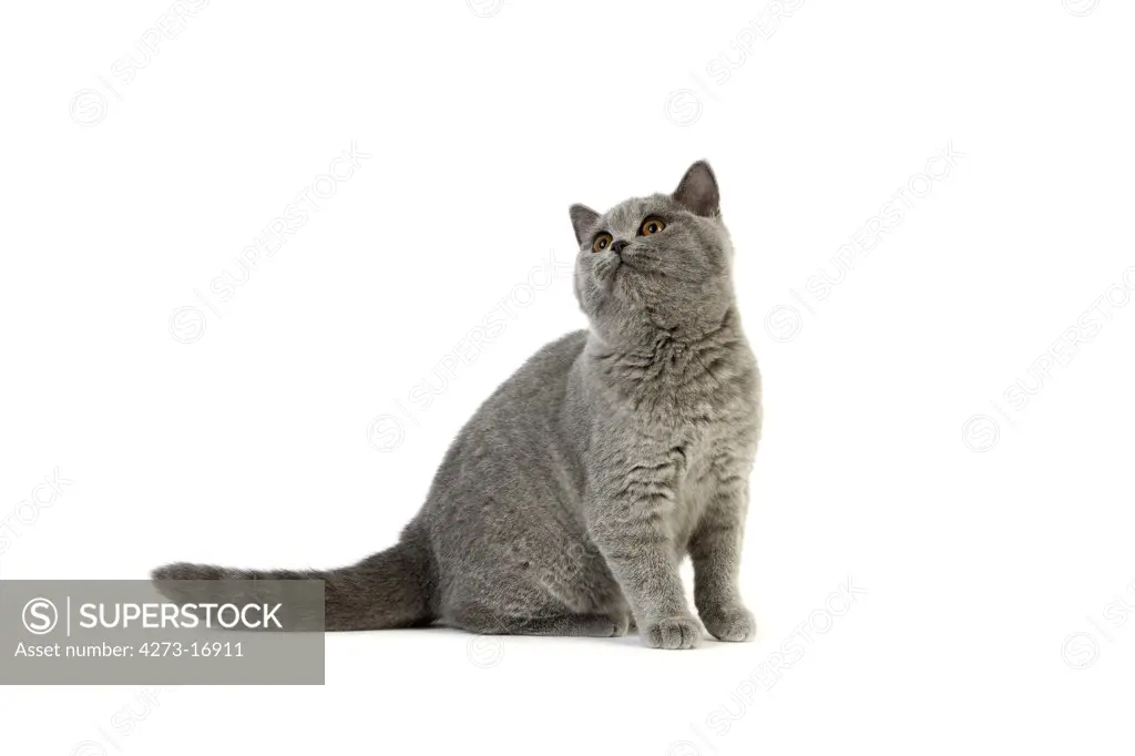 Blue British Shorthair Domestic Cat, Female sitting against White Background