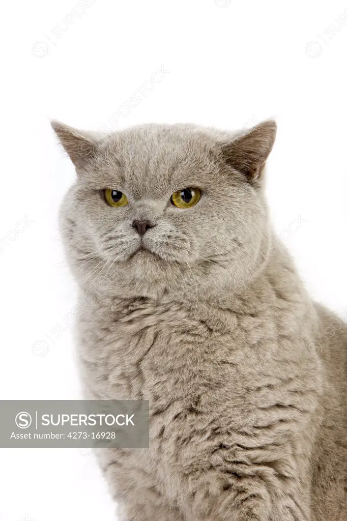 Lilac British Shorthair Domestic Cat, Portrait of Male against White Background