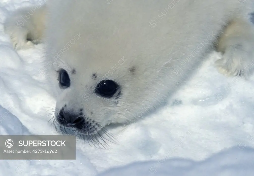 Harp Seal, pagophilus groenlandicus, Pup laying on Ice Floe, Magdalena Island in Canada