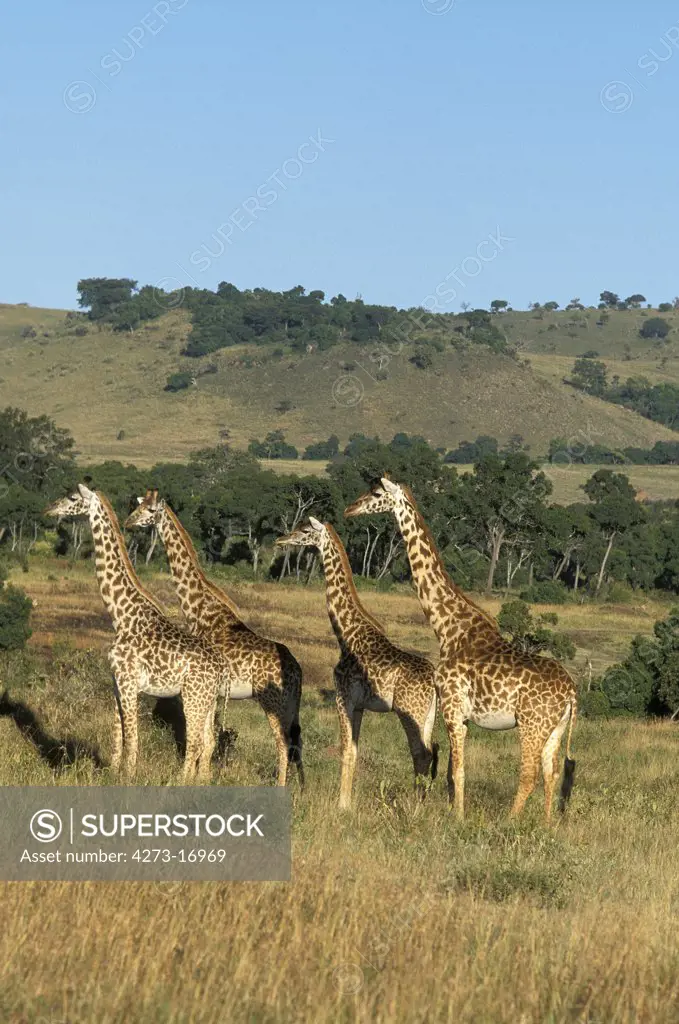 Masai Giraffe, giraffa camelopardalis tippelskirchi, Herd standing in Savanna, Masai Mara Park in Kenya