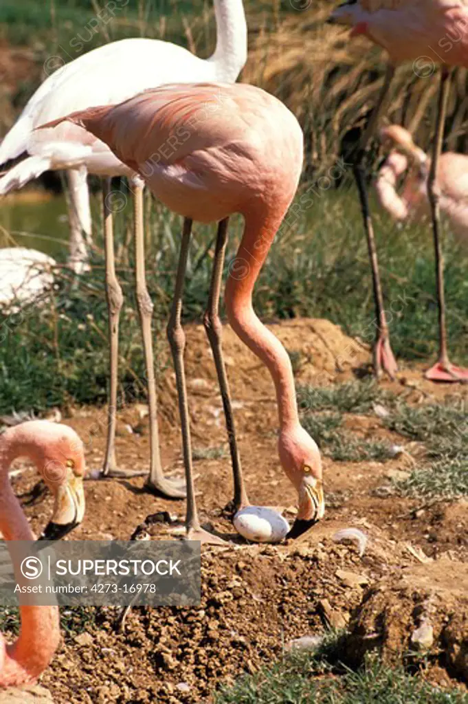 Greater Flamingo, phoenicopterus ruber roseus, Adult standing on Nest, Looking after Egg