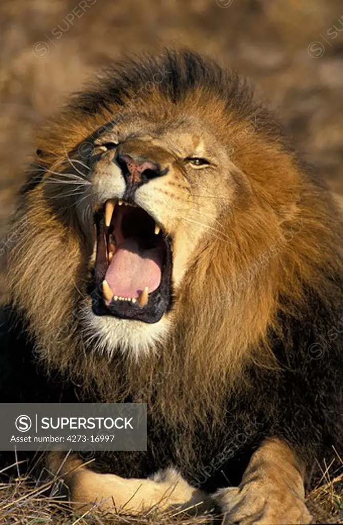 African Lion,  panthera leo, Portrait of Male Roaring