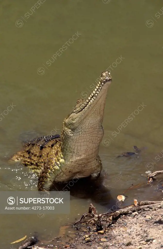 Australian Freshwater Crocodile, crocodylus johnstoni, Adult emerging from Water