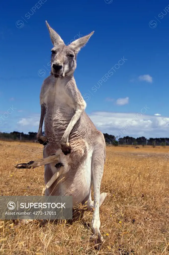 Red Kangaroo, macropus rufus, Female and Legs of Joey emerging from Pouch, Australia