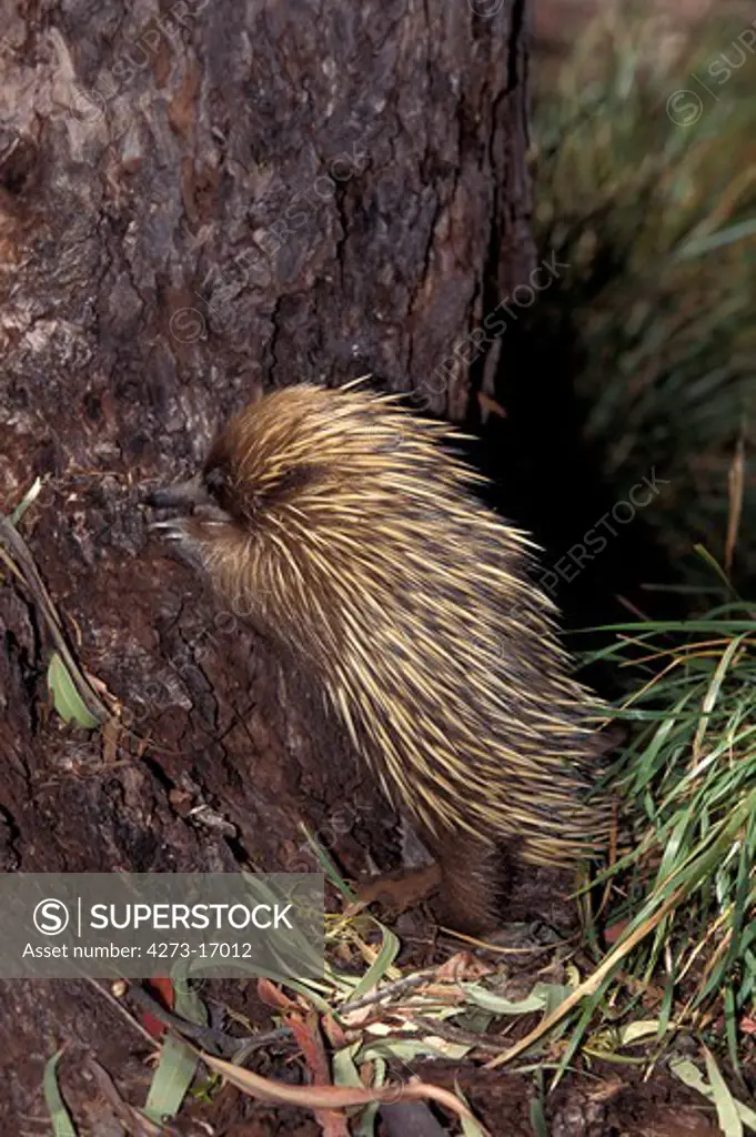 Short Beaked Echidna, tachyglossus aculeatus, Adult looking for Food in a Stump, Australia