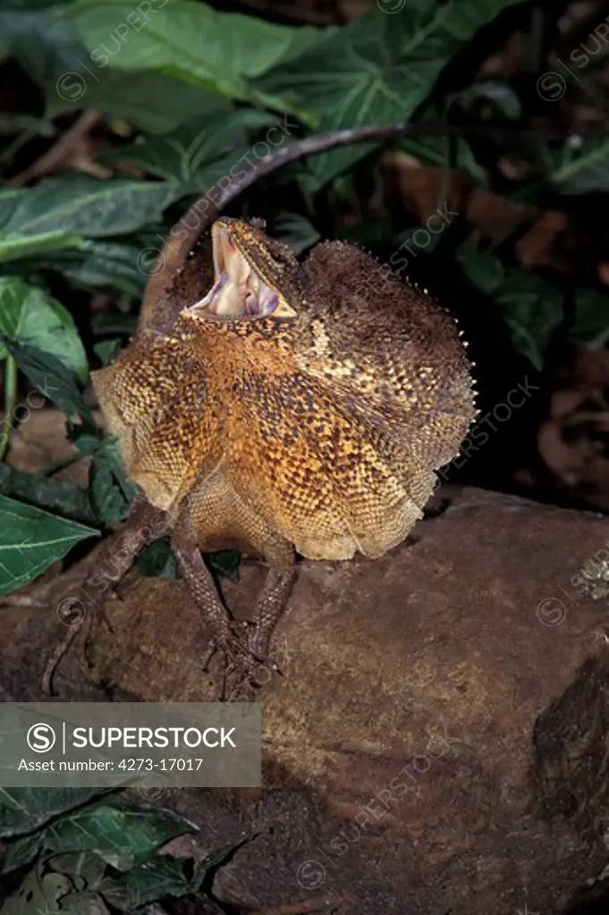 Frill Necked Lizard, chlamydosaurus kingii, Adult with Frill Raised and Open Mouth in Defensive Posture, Australia