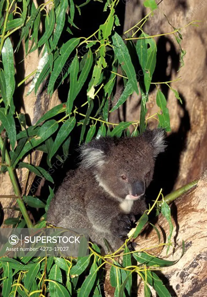 Koala, phascolarctos cinereus, Adult standing in Eucalyptus Tree, Australia