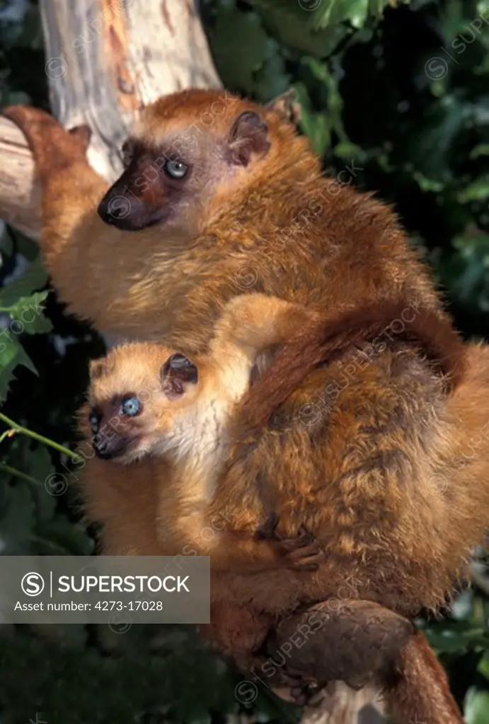 Black Lemur, eulemur macaco, Female with young standing on Branch