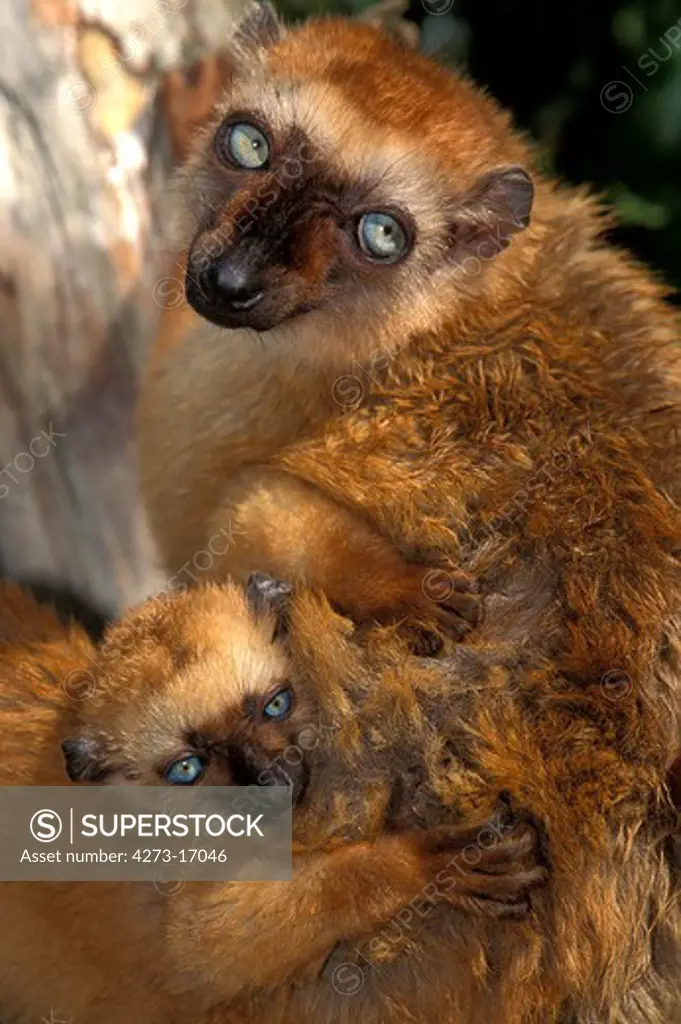 Black Lemur, eulemur macaco, Female with young standing on Branch