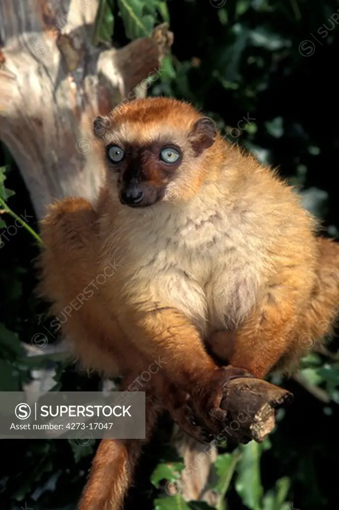 Black Lemur, eulemur macaco, Female standing on Branch