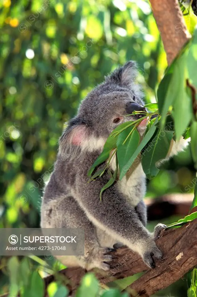 Koala, phascolarctos cinereus, Adult standing in Eucalyptus Tree, Australia