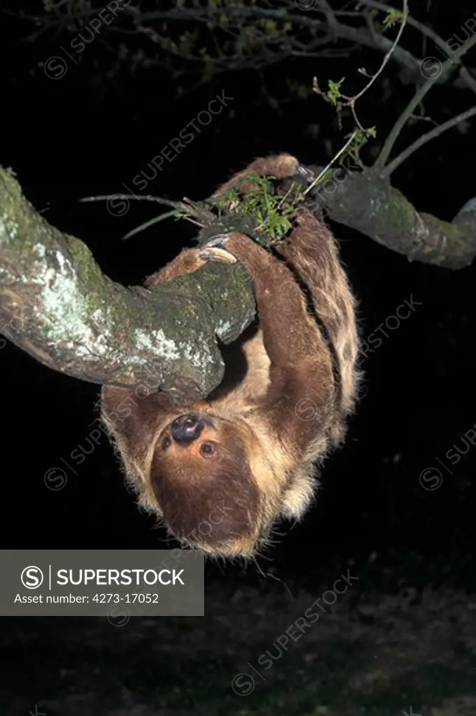 Two-Toed Sloth, choloepus didactylus, Adult hanging from Branch