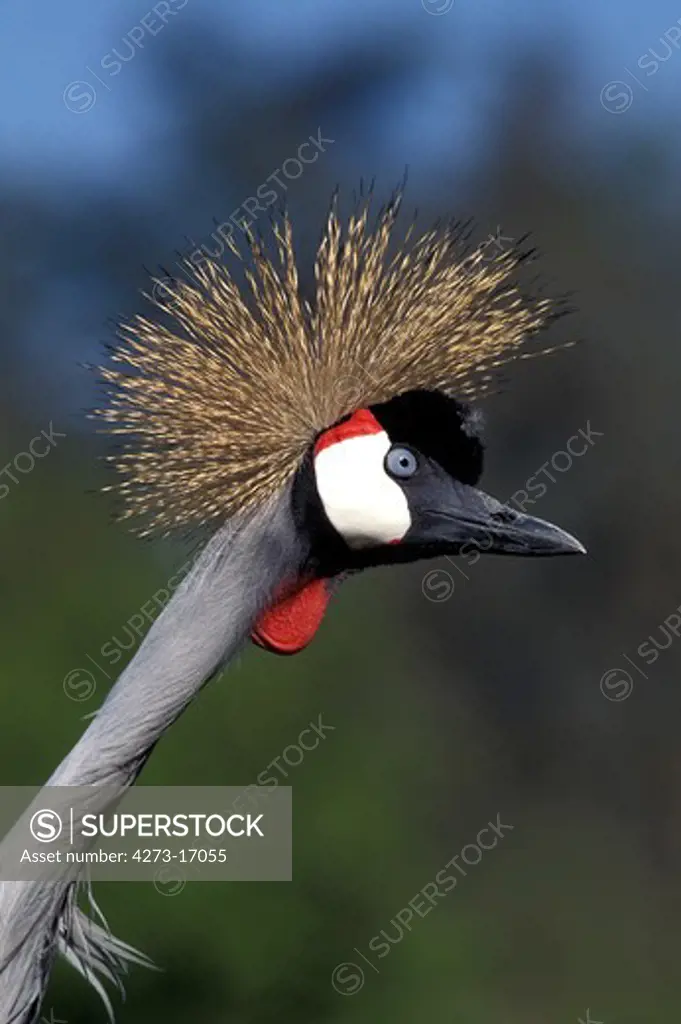 Grey Crowned Crane, balearica regulorum, Portrait of Adult, Nakuru Park in Kenya