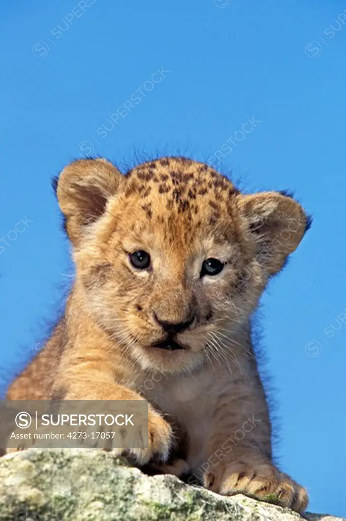 African Lion,  panthera leo, Cub standing on Rocks