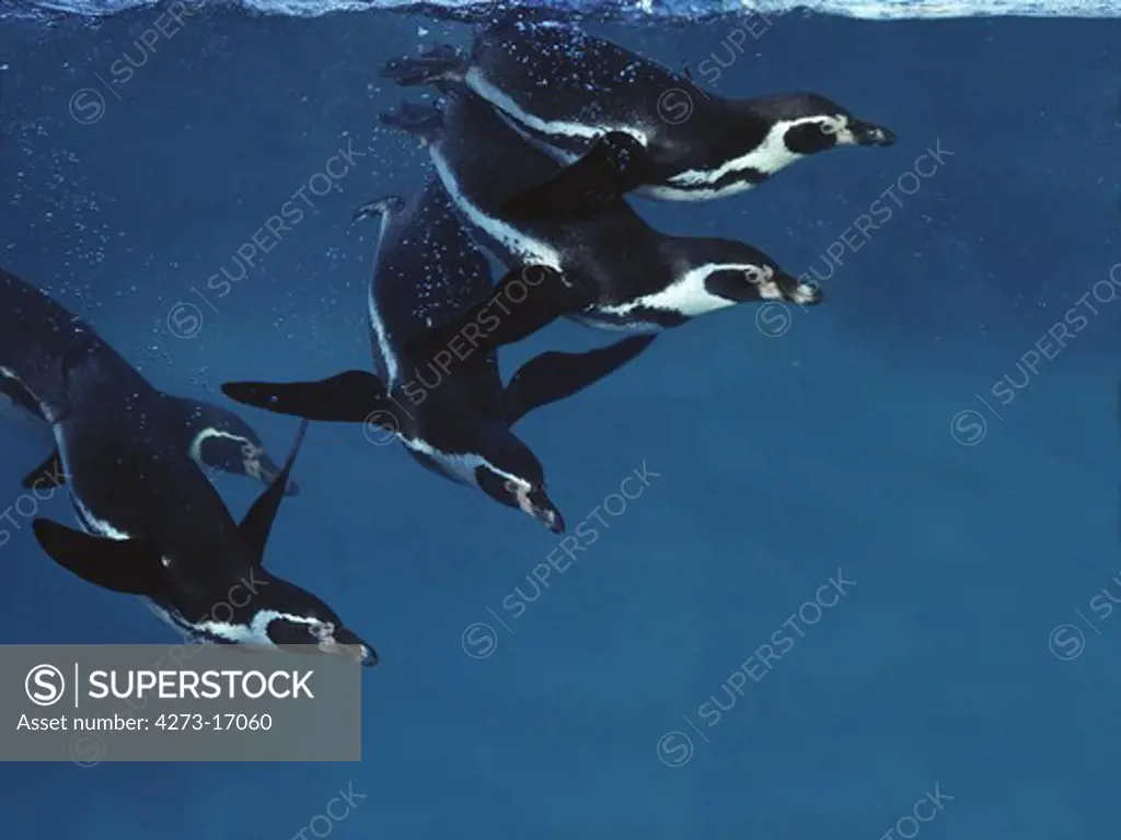Humboldt Penguin, spheniscus humboldti, Adults swimming under water