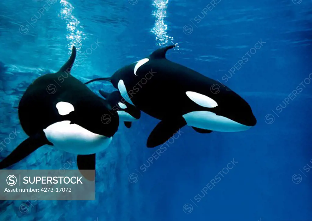 Killer Whale, orcinus orca, Female with Calf