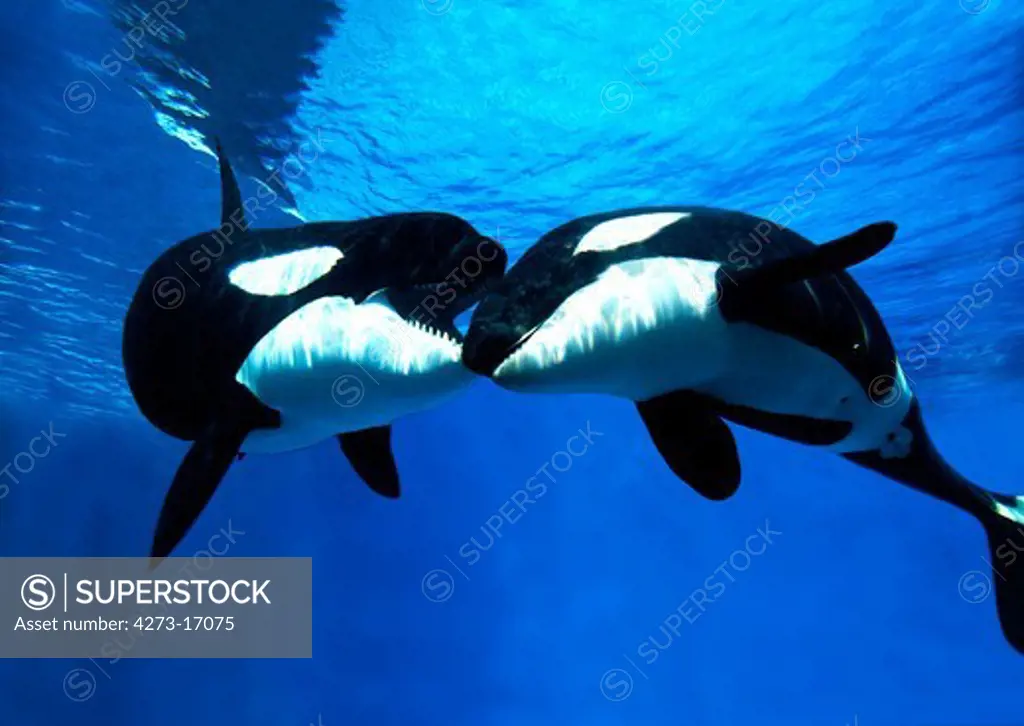 Killer Whale, orcinus orca, Adults
