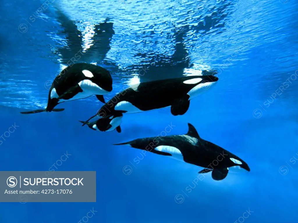Killer Whale, orcinus orca, Group with Female and Calf
