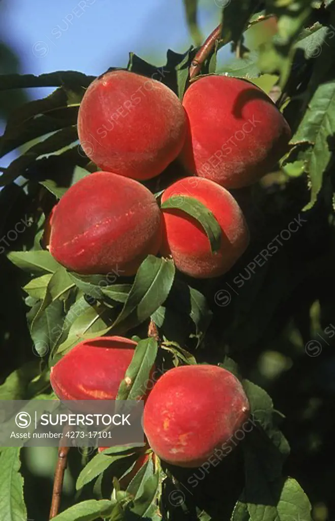 Peachs, persica vulgaris,, Fruits on Peach Tree