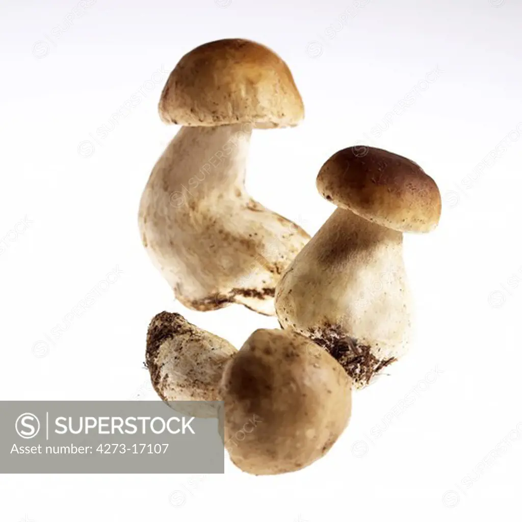 Cep or Penny Bun or King Bolete, boletus edulis, Mushrooms against White Background