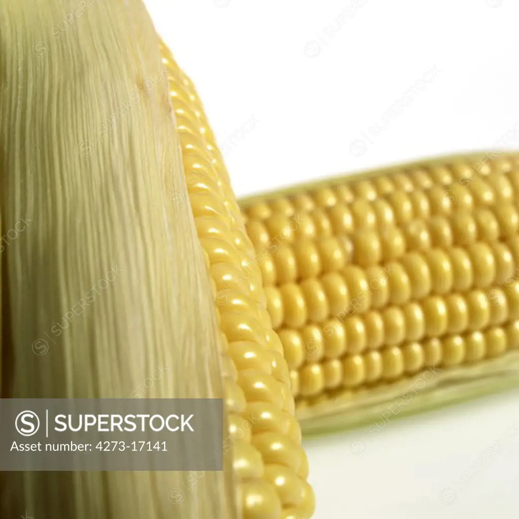 Corn, zea mays, Cob against White Background