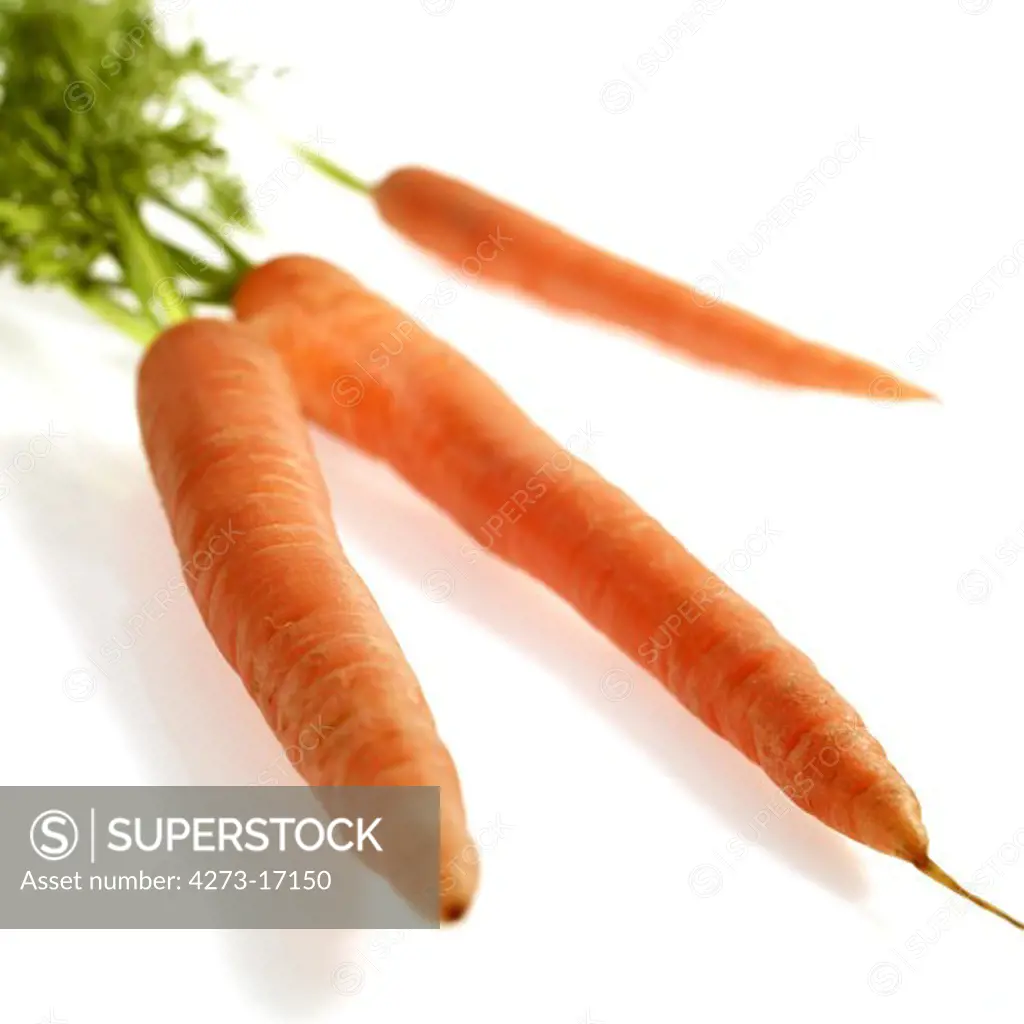 Carrot, daucus carota, Vegetable against White Background