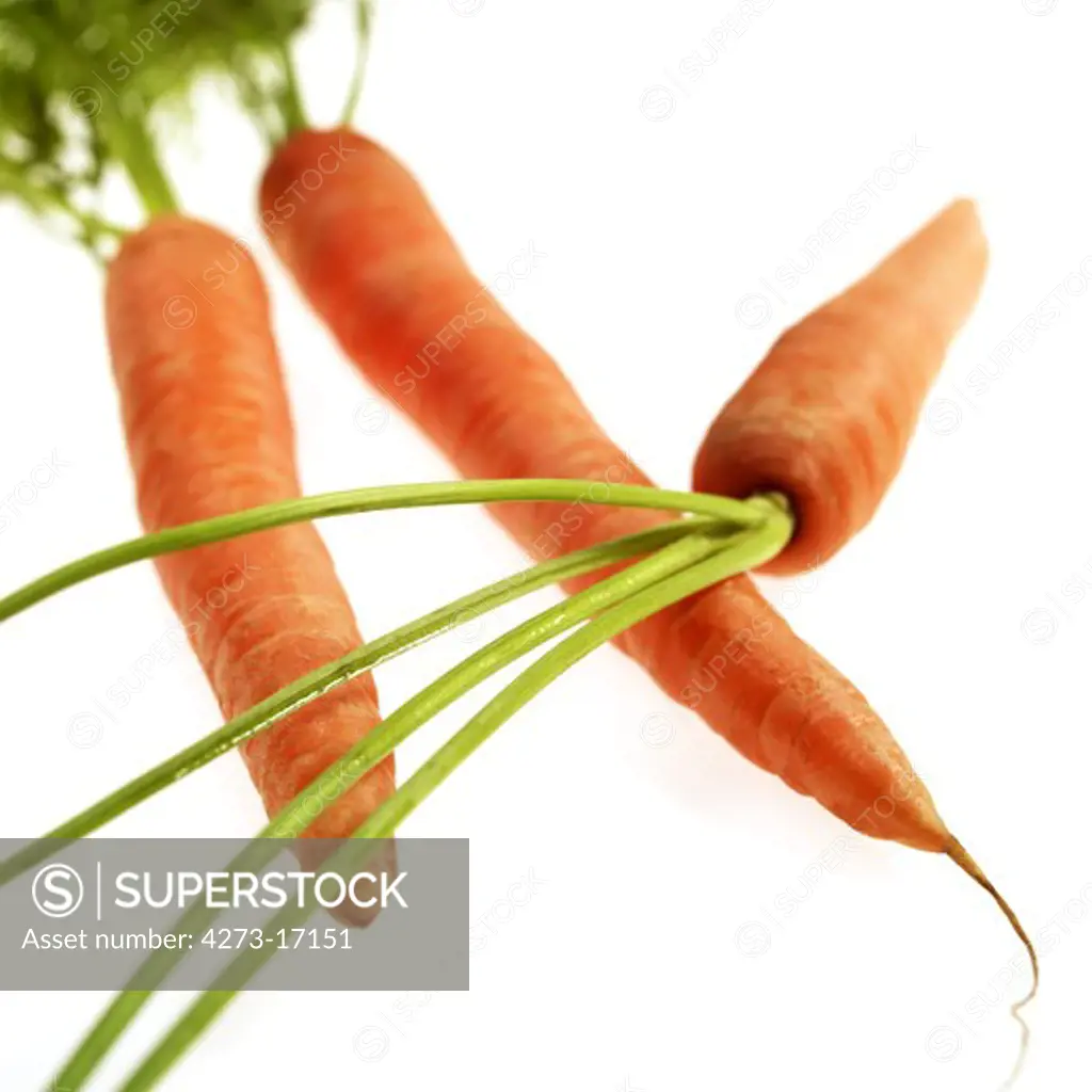 Carrot, daucus carota, Vegetable against White Background