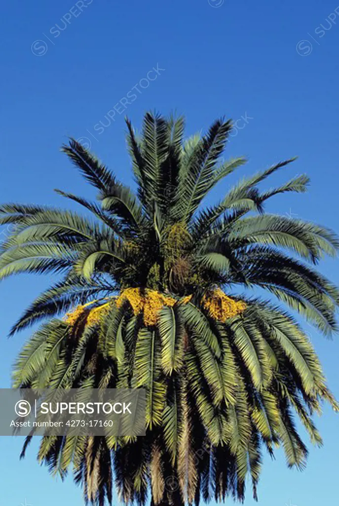 Oil Palm Tree against Blue Sky, Senegal