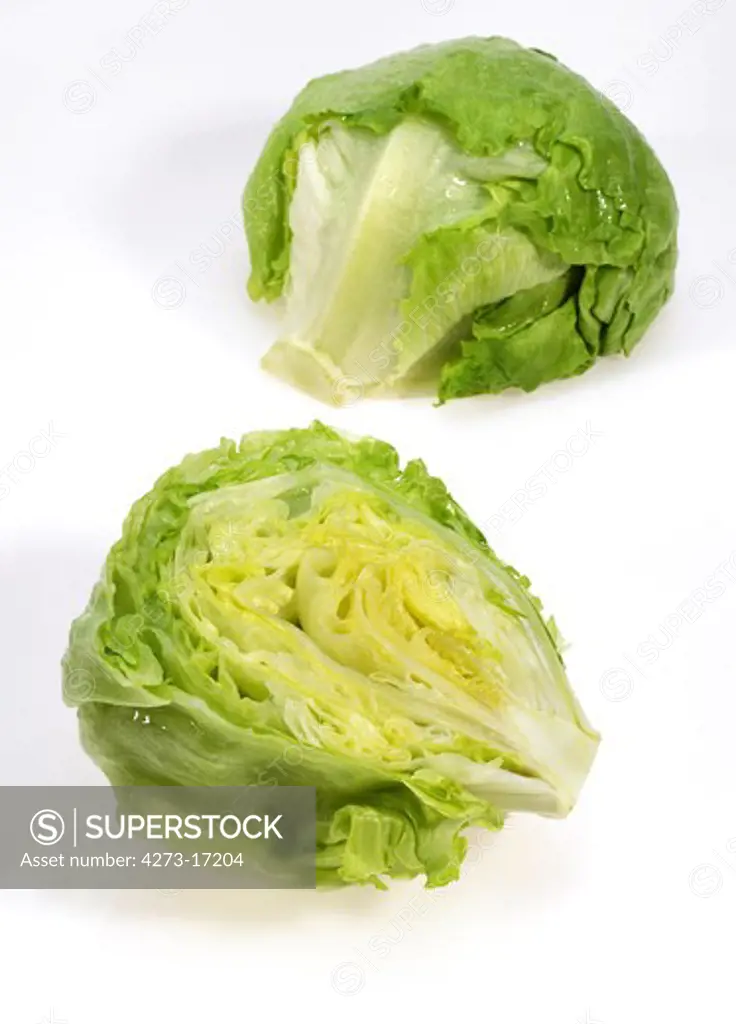 Iceberg Salad, lactuca sativa against White Background