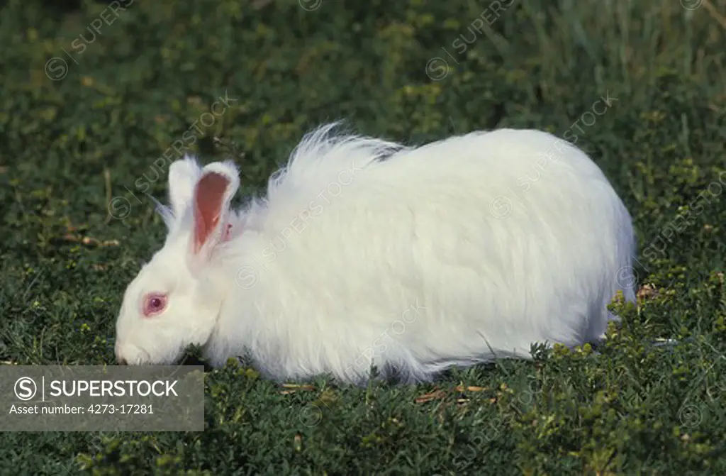 Angora Rabbit standing on Grass