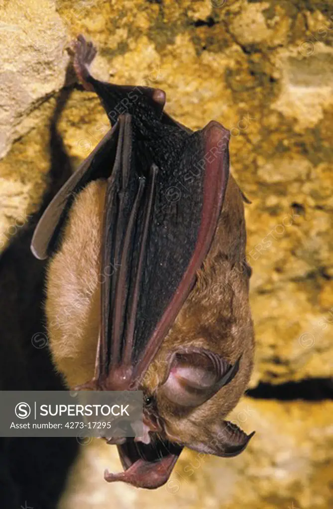 Great Horseshoe Bat, rhinolophus ferrumequinum, Adult hanging in Cave