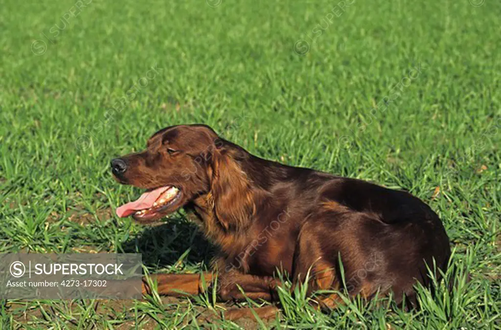 Irish Setter or Red Setter laying in Field