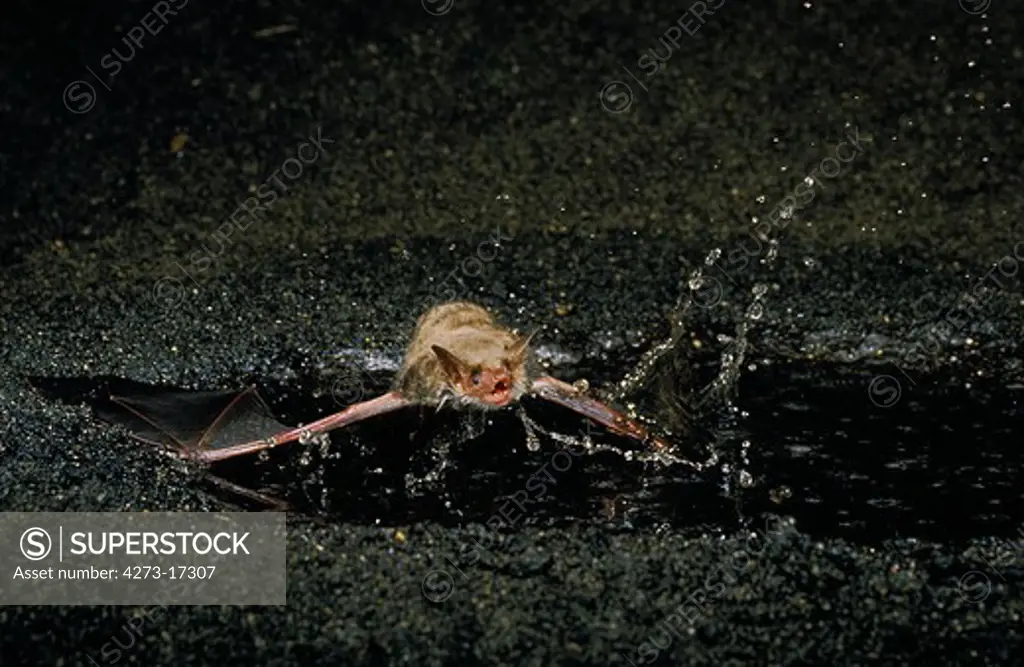 Mouse-Eared Bat, myotis myotis, Adult in Flight