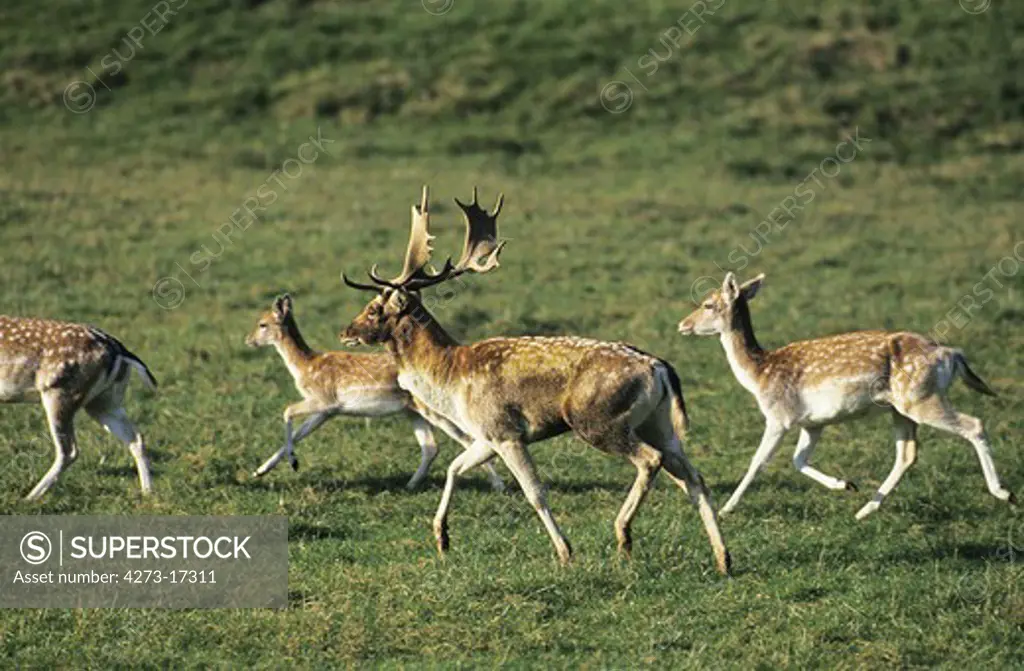 Fallow Deer, dama dama, Herd with Male and Females running on Grass
