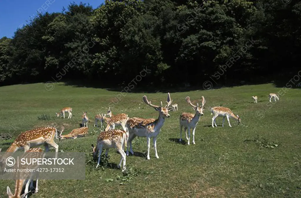 Fallow Deer, dama dama, Herd with Males and Females standing on Grass
